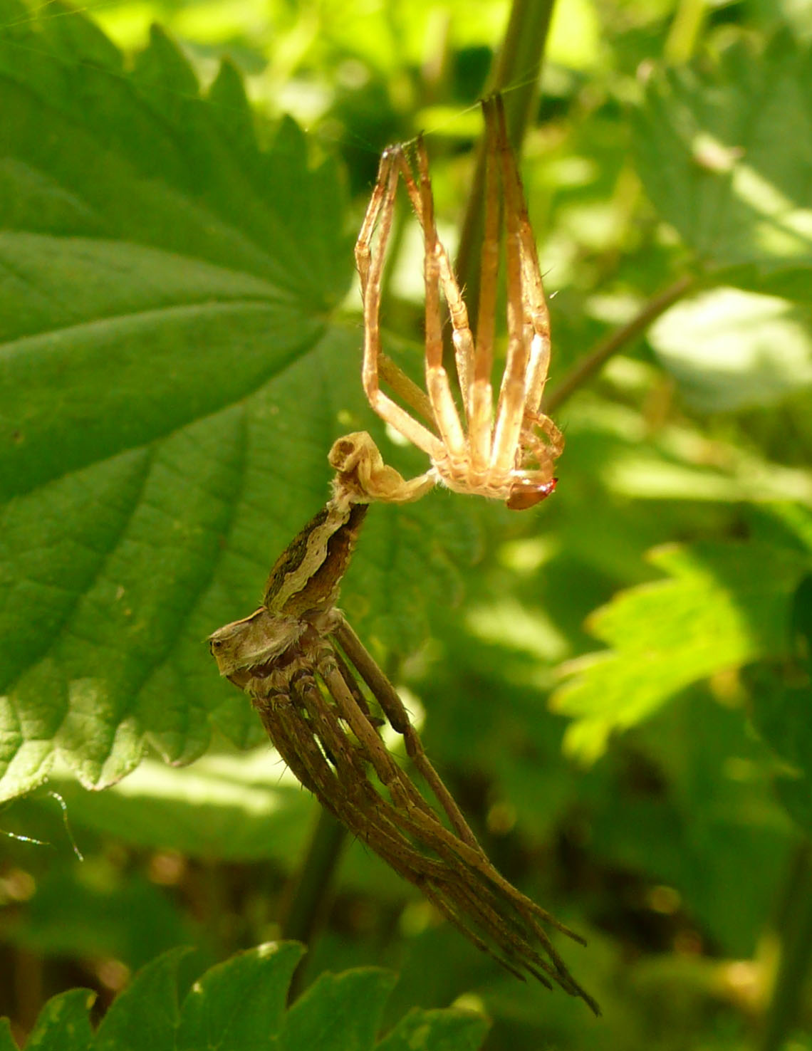 Spogliarello fra le ortiche - Pisaura sp.